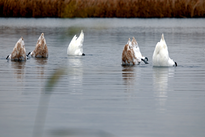 Осенний фоторепортаж: Лебеди в Клинцовском районе