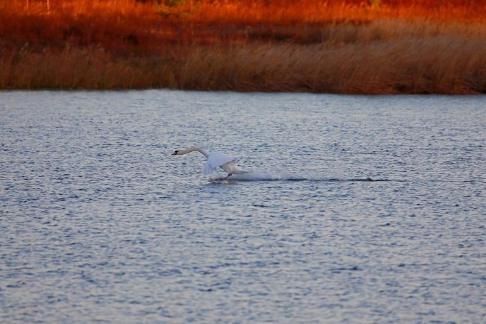 В Клинцовском районе белые лебеди готовятся к перелету в теплые края