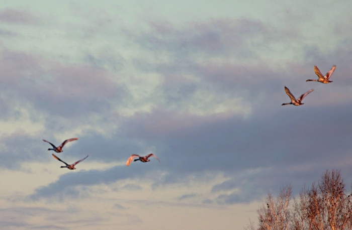 В Клинцовском районе белые лебеди готовятся к перелету в теплые края