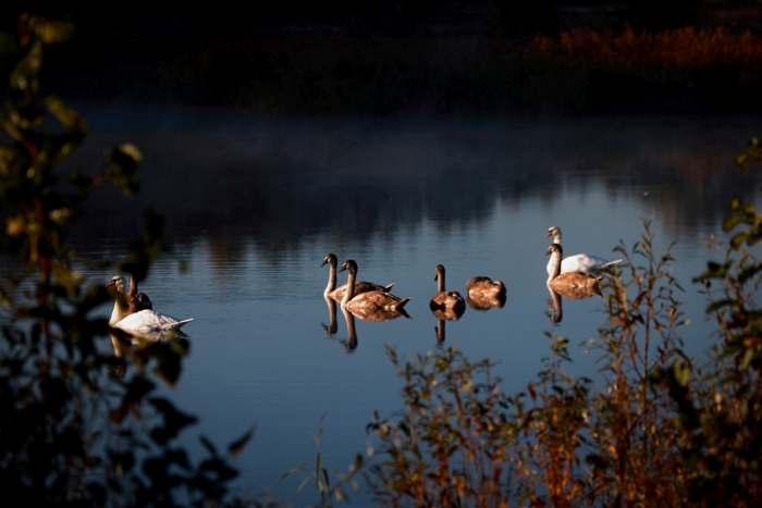 Семья лебедей в Клинцовском районе (фоторепортаж)