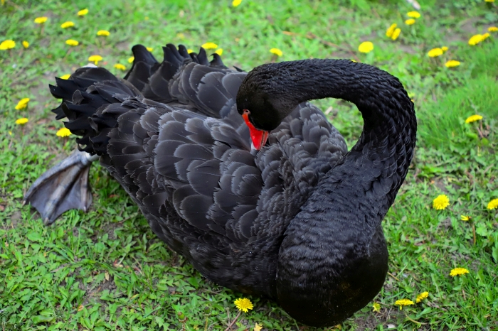 Черные лебеди