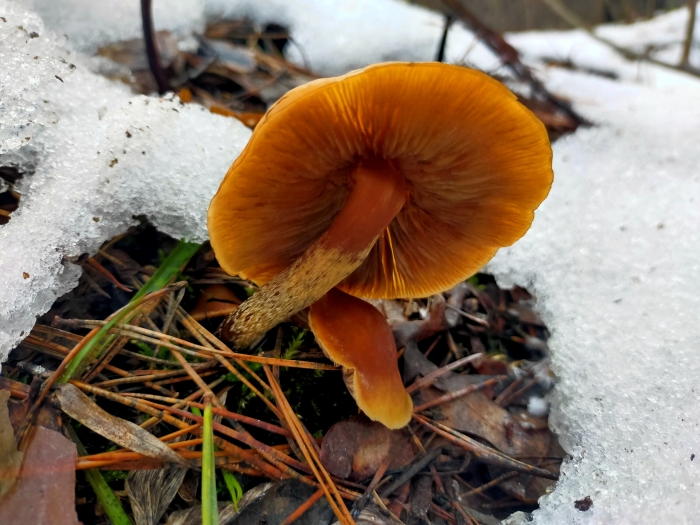 Первоянварские фотозарисовки в Клинцовском районе