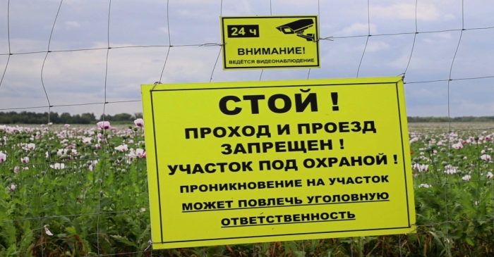 Импортозамещение: Опийный мак для производства лекарств выращивают в Брянской области