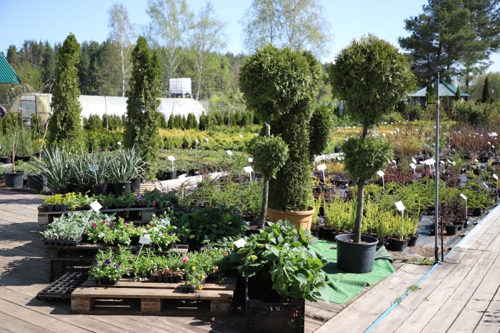 Садовый Центр «Зеленый сад»: большой выбор посадочного материала, фотозоны и живой уголок