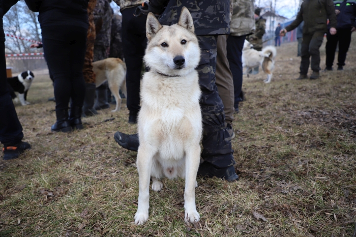 В Клинцах состоялась выставка охотничьих собак
