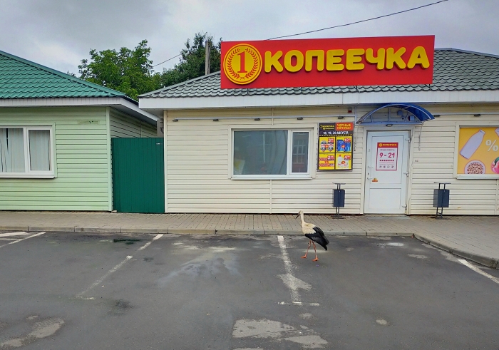 Телефонные фотозарисовки в Гомельской области