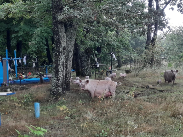 В Клинцовском районе свиньи роют ямы на кладбище