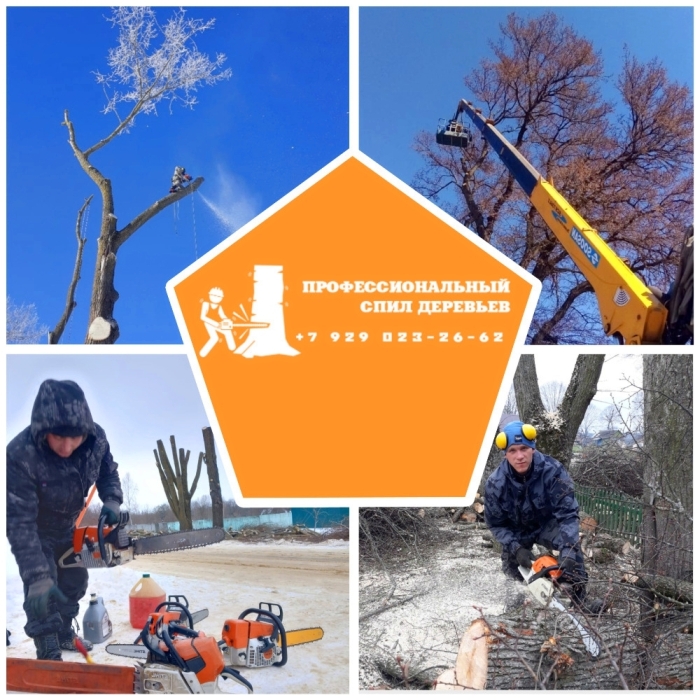 Предлагаем услуги по валке и спиливанию аварийных деревьев в Брянской области