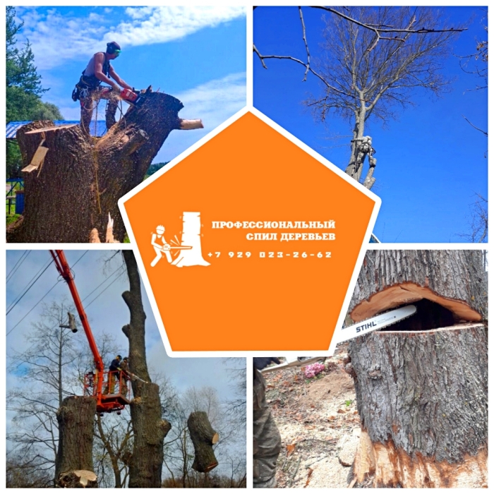 Предлагаем услуги по валке и спиливанию аварийных деревьев в Брянской области