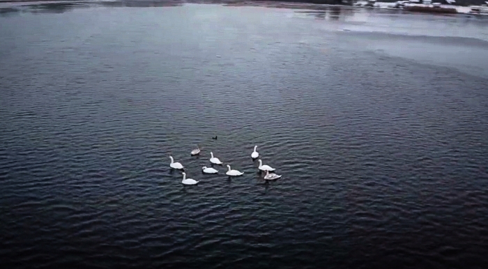Лебеди с озера Заломенье не улетели в тёплые края